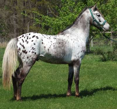 Walkaloosa