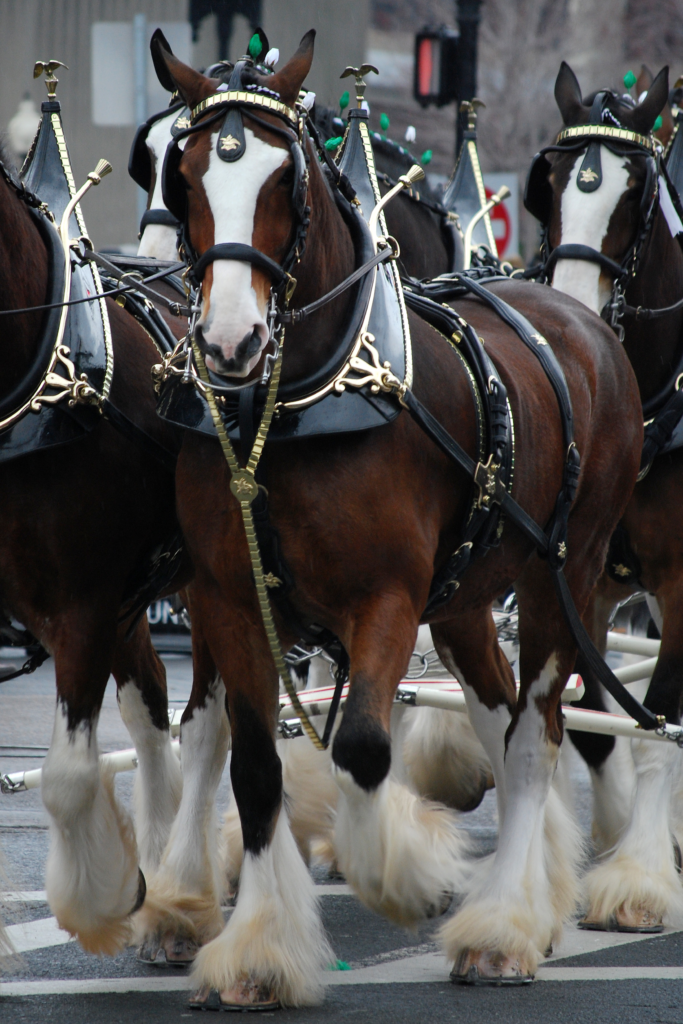 Clydesdales