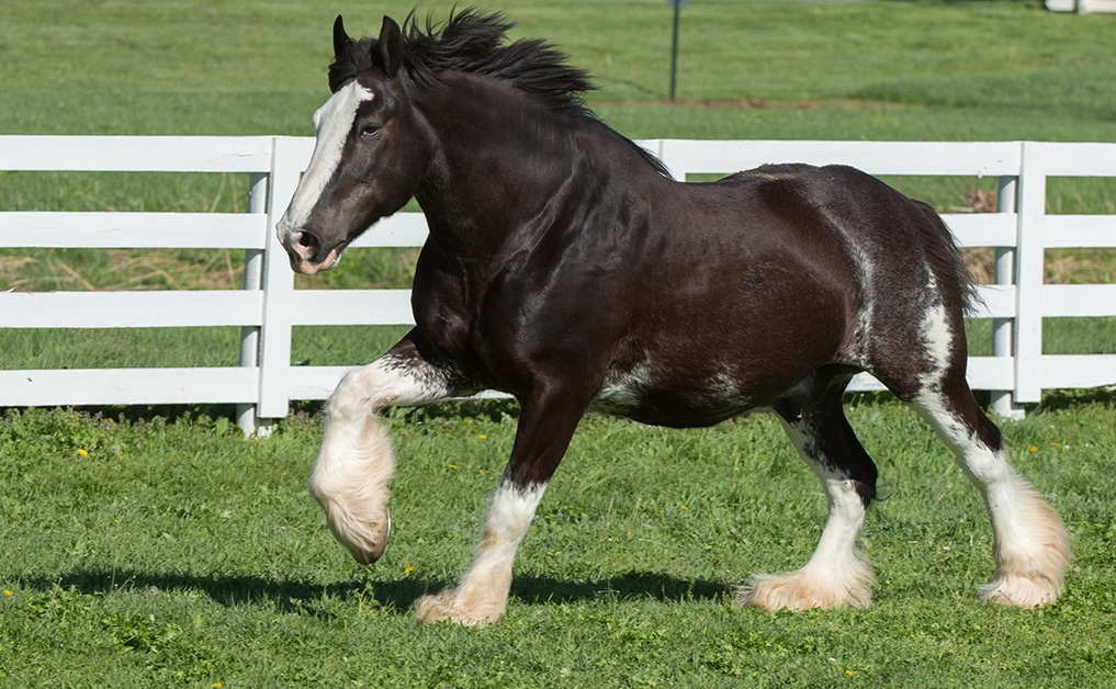 Shire Horses: Excellent Guardians of English Heritage and Tradition 1 Shire horse
