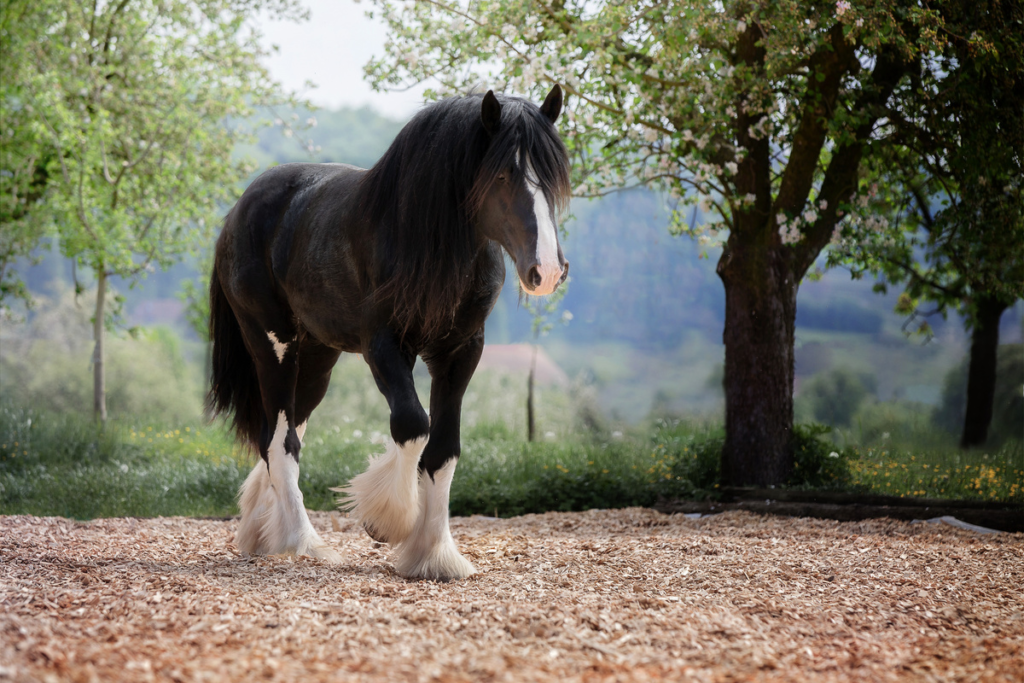 Shire Horses: Excellent Guardians of English Heritage and Tradition 2 Shire horse