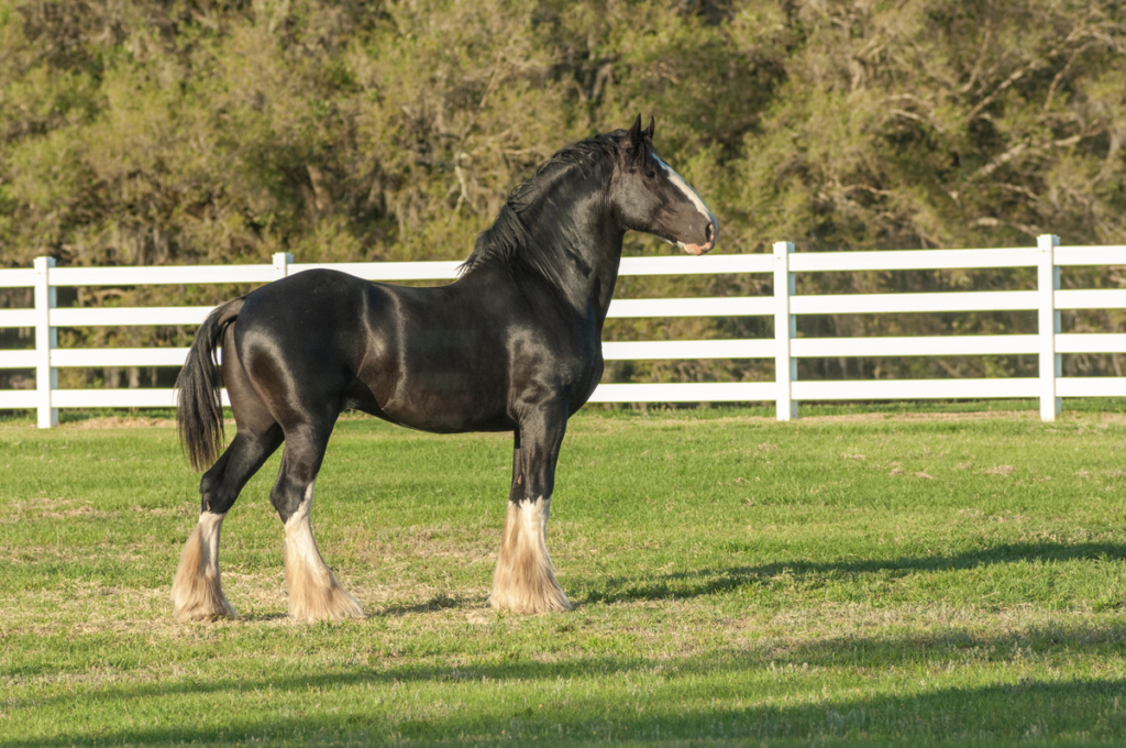 Shire Horses: Excellent Guardians of English Heritage and Tradition 3 Shire horse