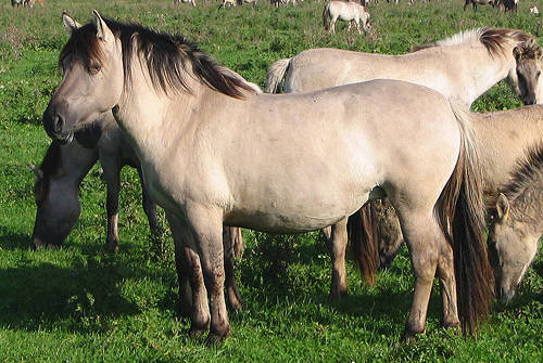 Polish Konik