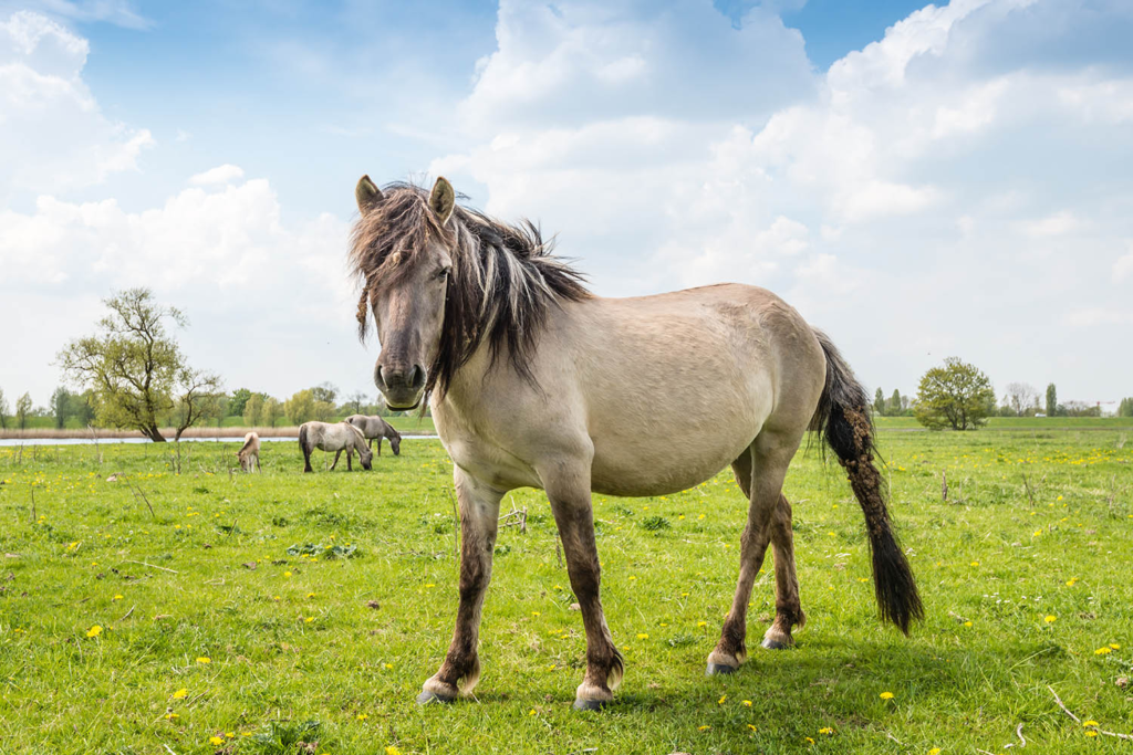 Polish Konik