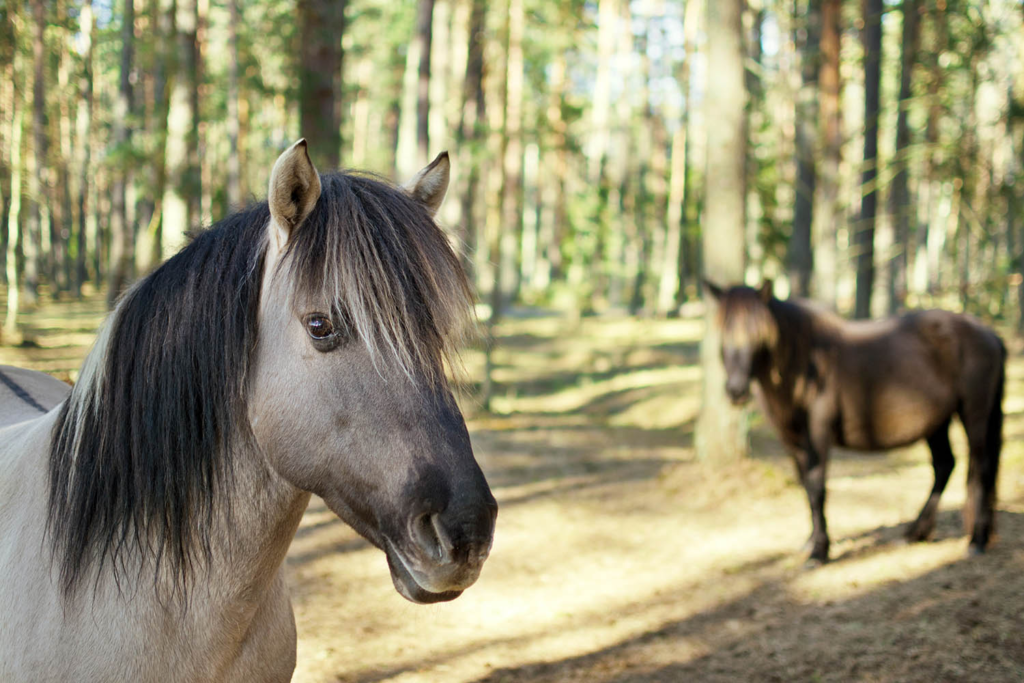 Polish Konik