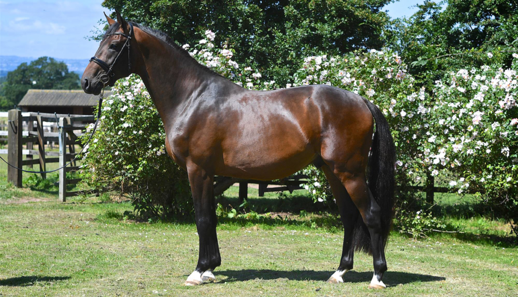 King Leatherdale