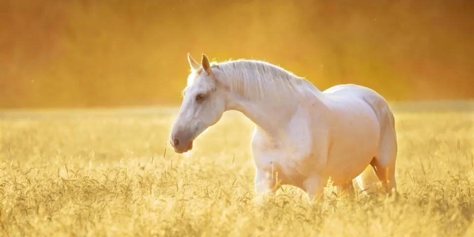Camarillo White Horse