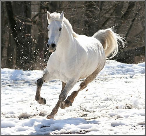 Camarillo White Horse