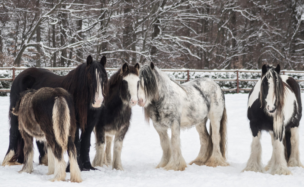 Gypsy Horse