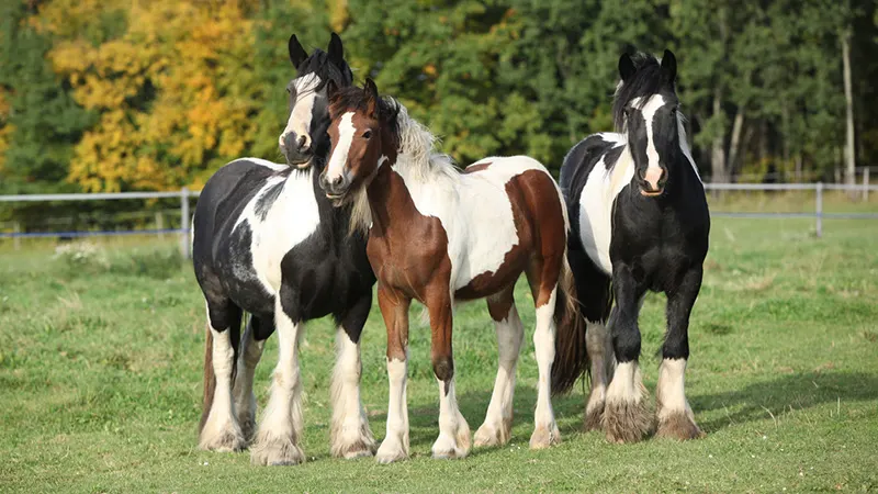 Gypsy Horse