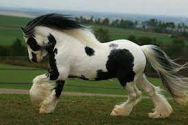 Gypsy Horse