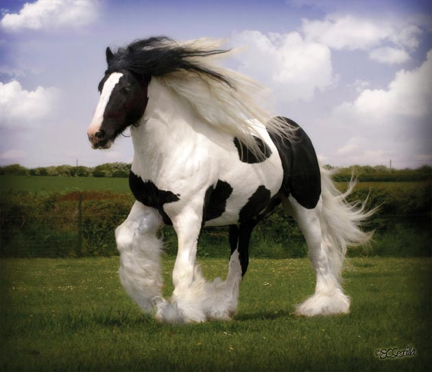 Gypsy Horse