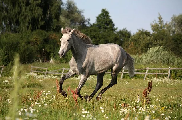Lusitano
