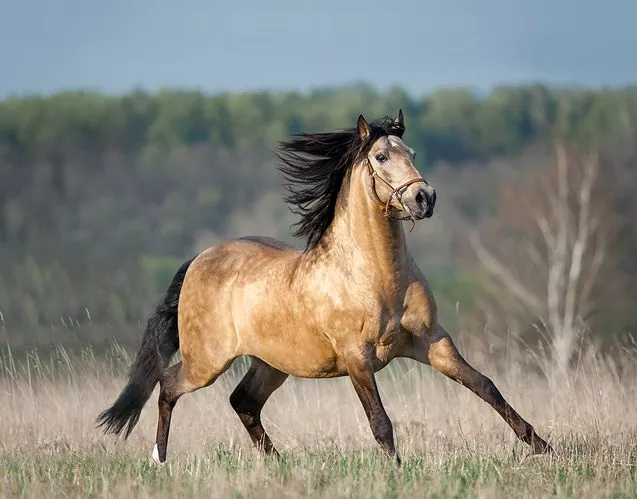 Lusitano