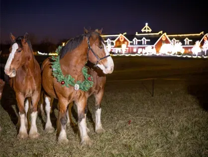 Clydesdales 