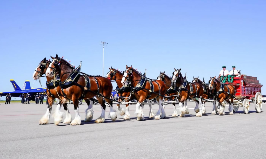 Clydesdales 
