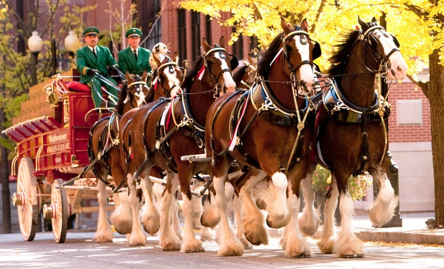 Clydesdales 