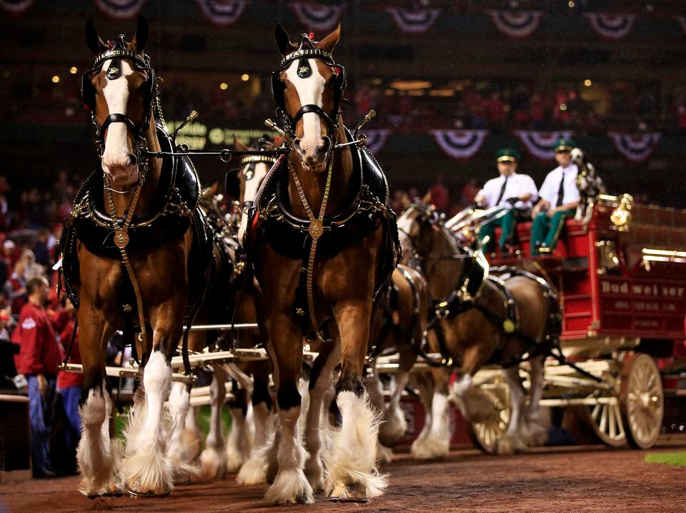 Clydesdales 