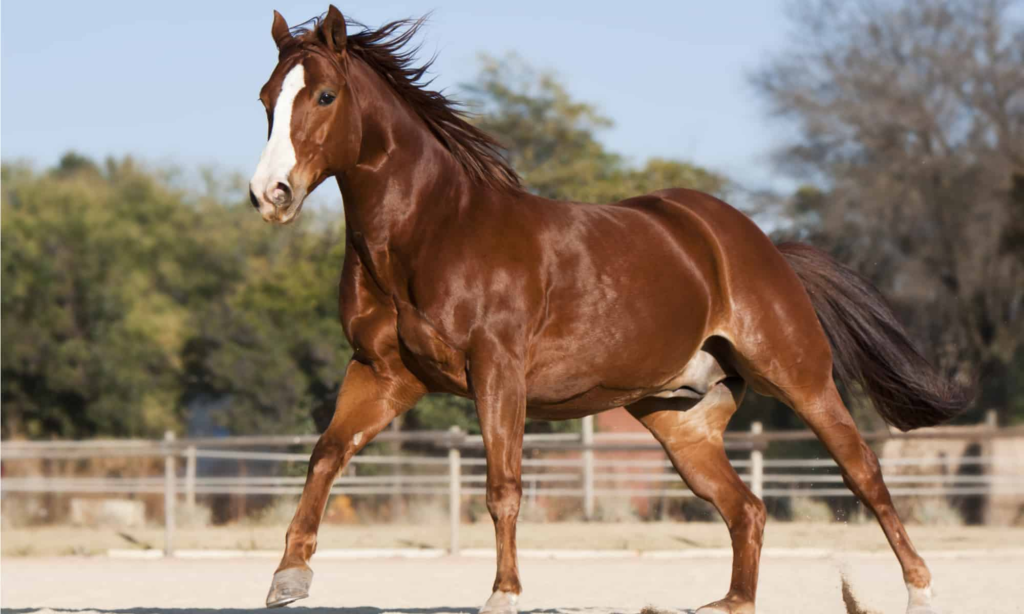 The Mighty American Quarter Horse