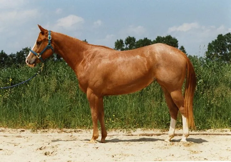 The Mighty American Quarter Horse