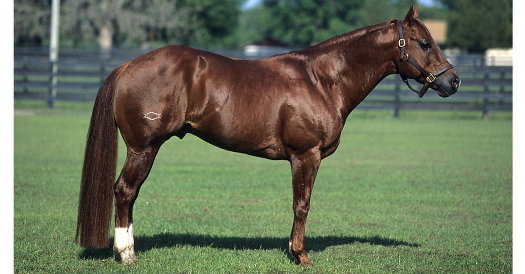The Mighty American Quarter Horse