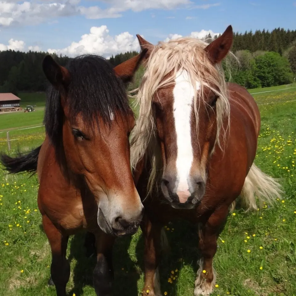 Black Forest Draft Horses: Germany's Enigmatic Equine Treasures 1 Black Forest Draft Horse
