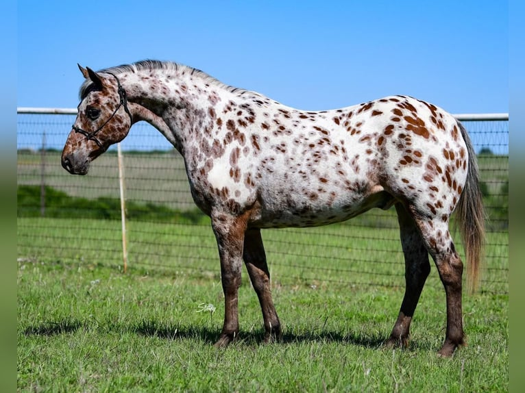 Appaloosa horse