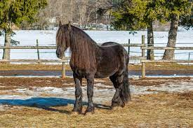 Black Forest Draft Horses: Germany's Enigmatic Equine Treasures 3 Black Forest Draft Horse