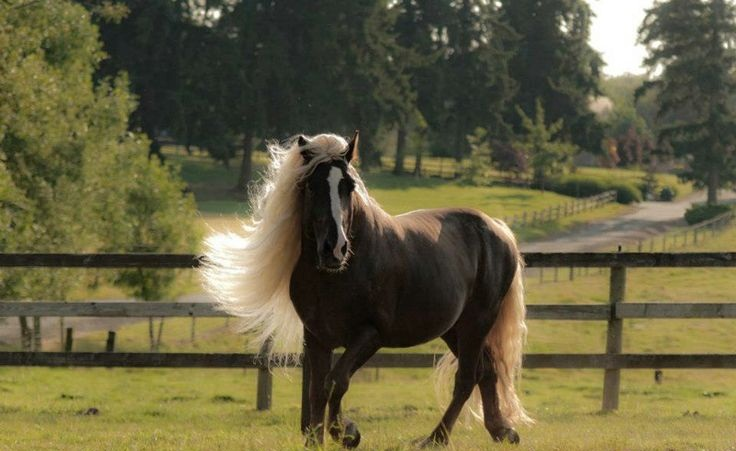 Black Forest Draft Horses: Germany's Enigmatic Equine Treasures 4 Black Forest Draft Horse