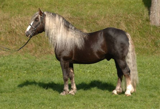 Black Forest Draft Horses: Germany's Enigmatic Equine Treasures 2 Black Forest Draft Horse