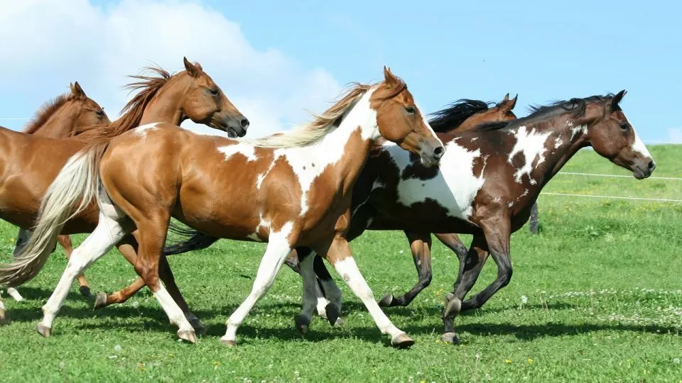 Paint Horses