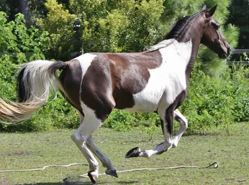 Paint Horses