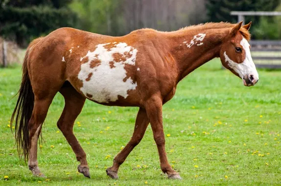 Paint Horses