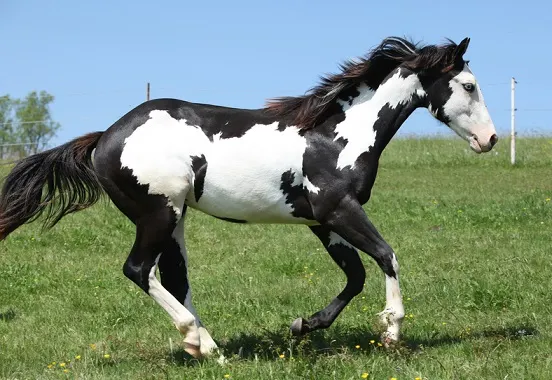 Paint Horses