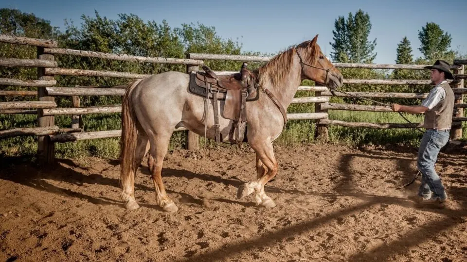 Roan Horses