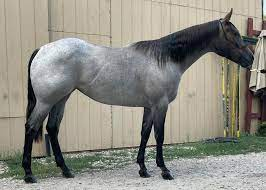 Roan Horses
