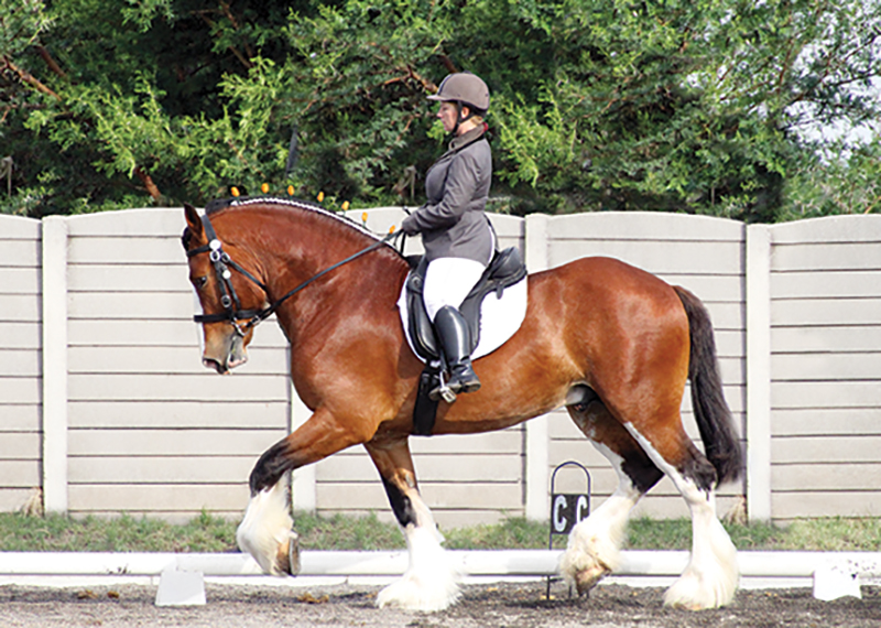 The Majestic Clydesdale: A Celebration of Strength and Elegance 1 Clydesdale's Journey from Doubt to Victory
