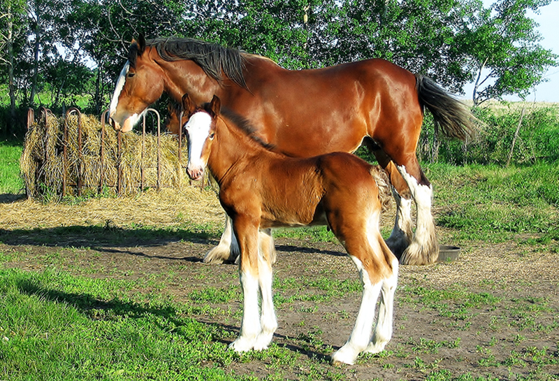 The Majestic Clydesdale: A Celebration of Strength and Elegance 2 image 25