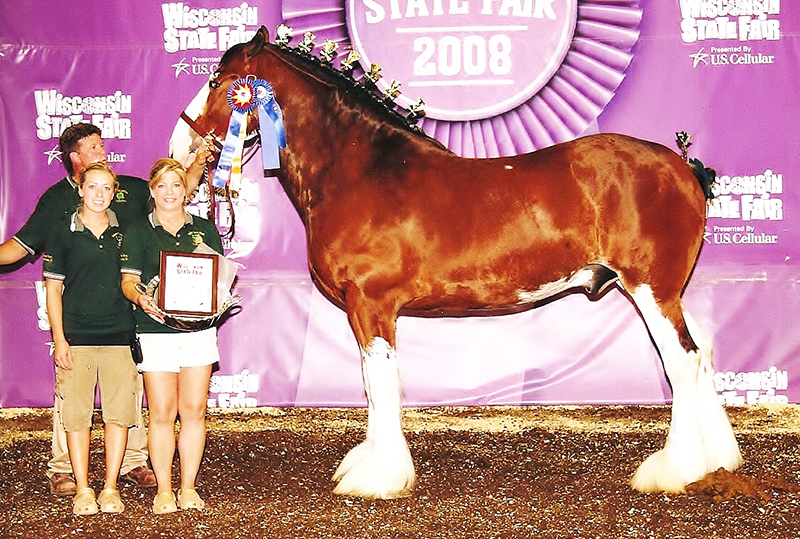 The Majestic Clydesdale: A Celebration of Strength and Elegance 3 image 26