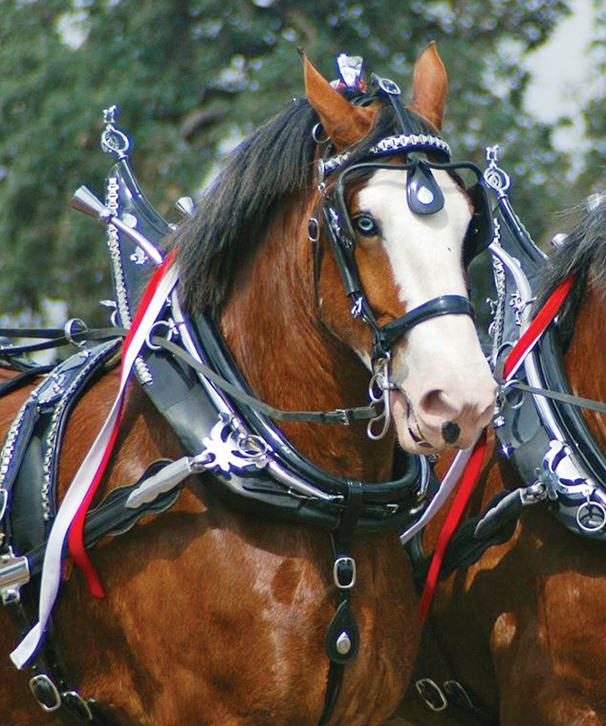 The Majestic Clydesdale: A Celebration of Strength and Elegance 4 image 27