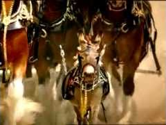 Budweiser 