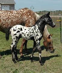 Appaloosa x Friesian Cross