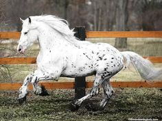 Appaloosa x Friesian Cross