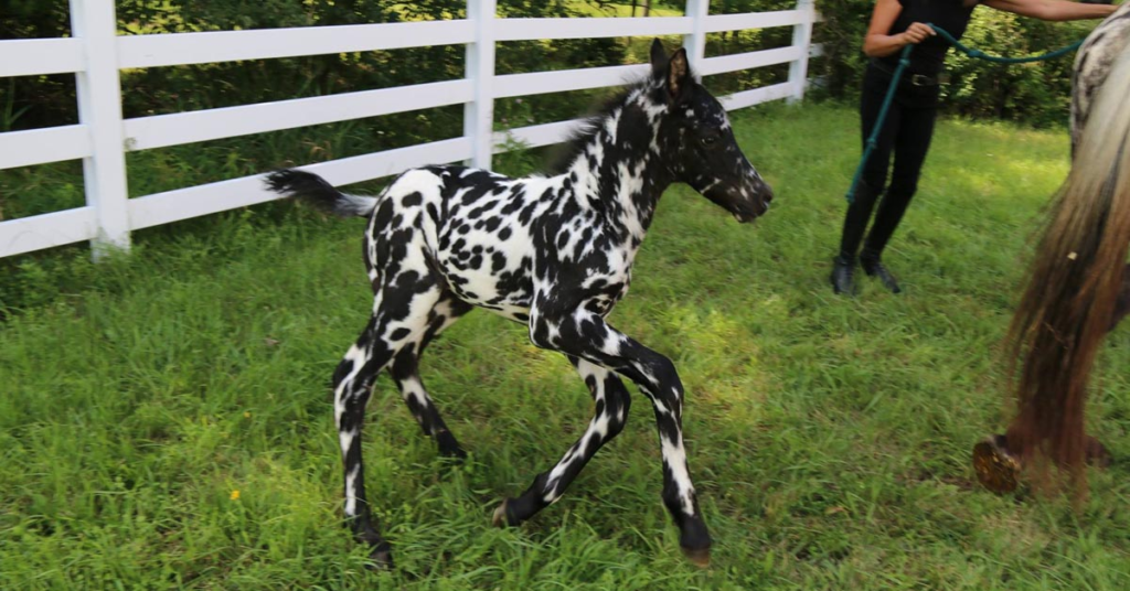 Appaloosa x Friesian Cross