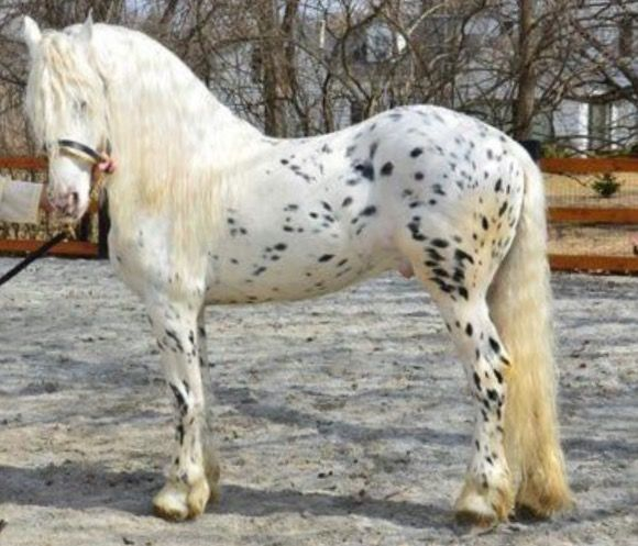 Appaloosa x Friesian Cross