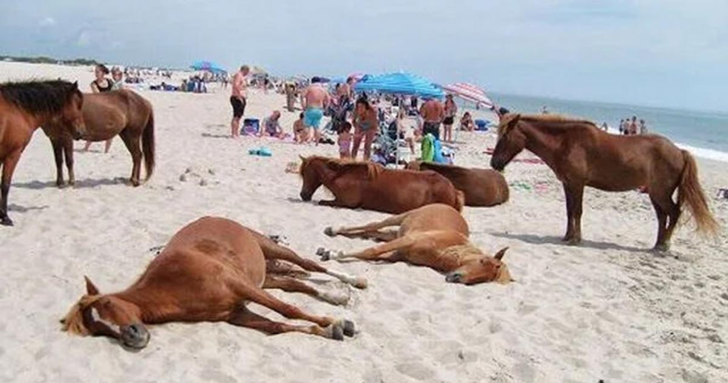 Clydesdale 