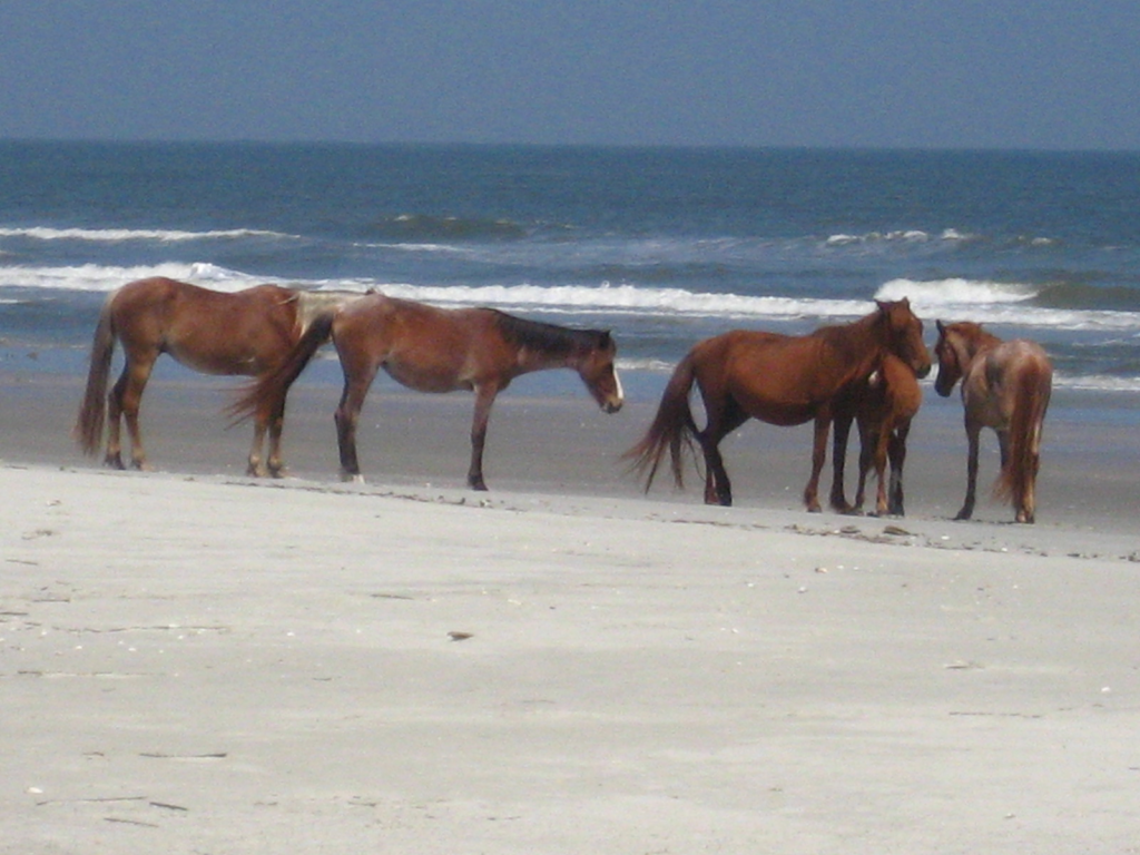 Clydesdale 