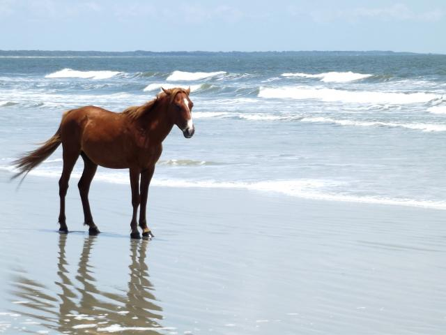Clydesdale 