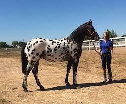 Friesian/Appaloosa Crossbreed: Where Elegance Meets Distinctive Beauty π΄π 1 Friesian/Appaloosa