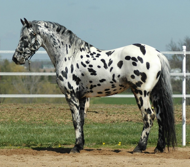 Friesian/Appaloosa Crossbreed: Where Elegance Meets Distinctive Beauty π΄π 2 image 79