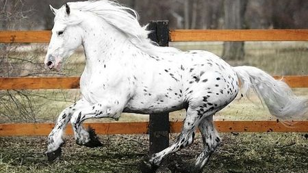 Friesian/Appaloosa Crossbreed: Where Elegance Meets Distinctive Beauty π΄π 3 Friesian/Appaloosa